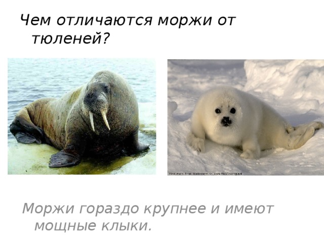 Чем отличаются моржи от тюленей? Моржи гораздо крупнее и имеют мощные клыки. 