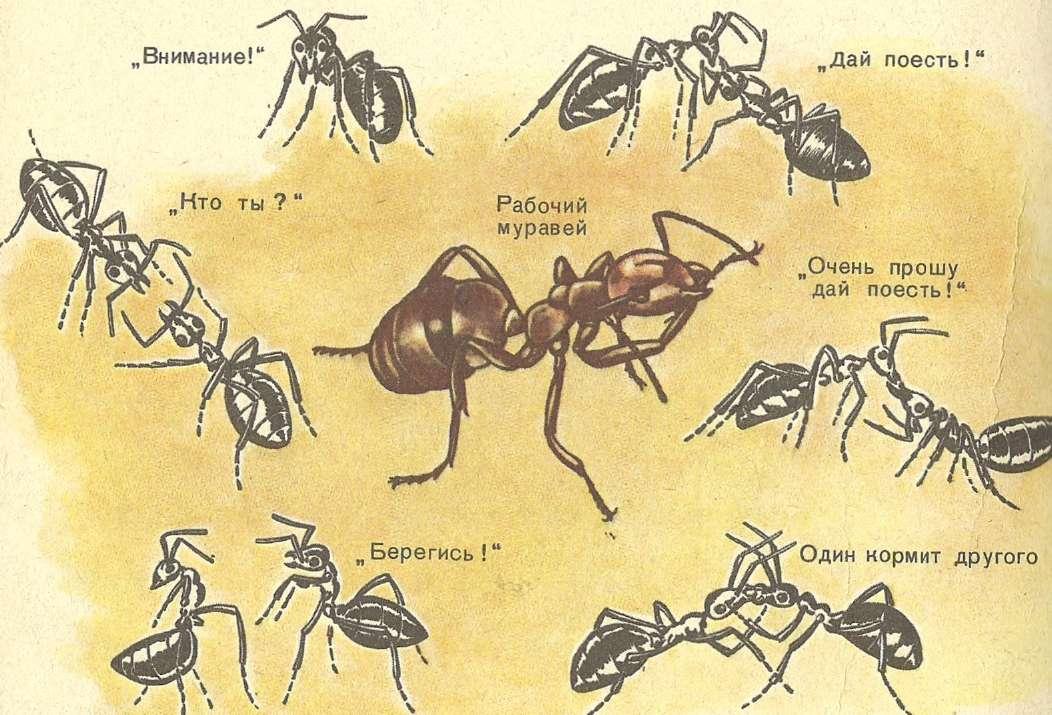 Строение муравья в картинках с подписями для детей