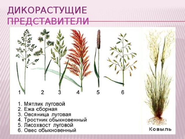 Дикорастущие представители 