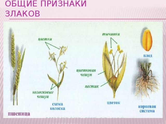 Описание пшеницы по биологии 6 класс по плану