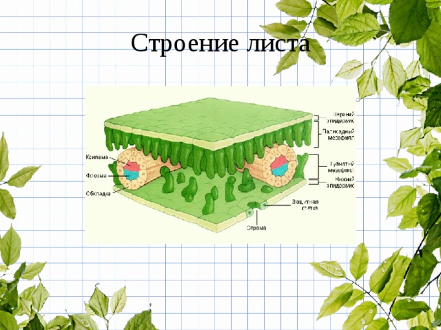 Строение листа 