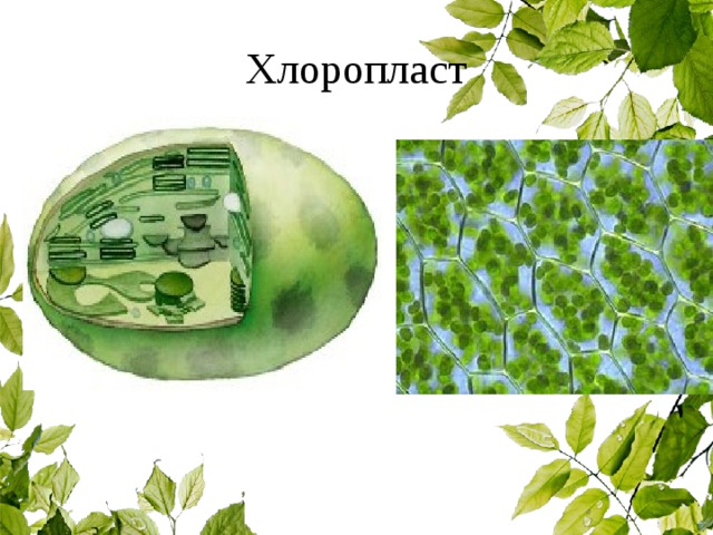 Хлоропласт 