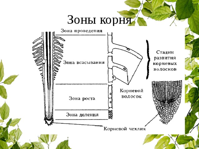 Зоны корня 