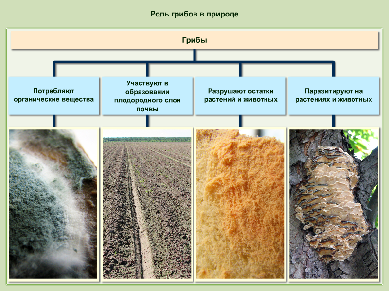 Роль грибов и бактерий в жизни растений. Грибы в почвообразовании. Роль грибов в природе. Грибы и микроорганизмы в почвообразовании.