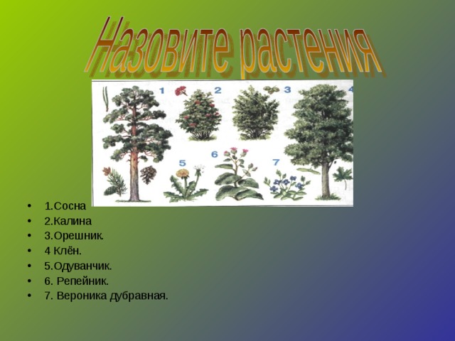 К каким растениям относится клен. Ель Калина орешник одуванчик клен репейник Вероника Дубравная. Орешник и хвойные. Орешник хвойное или лиственное дерево. Репейник, орешник.