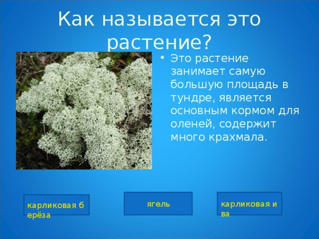 Ягель природная зона. Кормовая трава в тундре. Какое растение является основным кормом для Северного оленя. Как называется вот это растение. Какое растение является основной пищей для оленей в тундре.