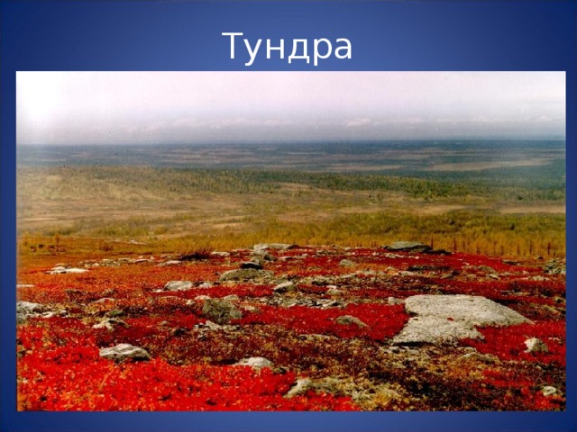 План природа тундры