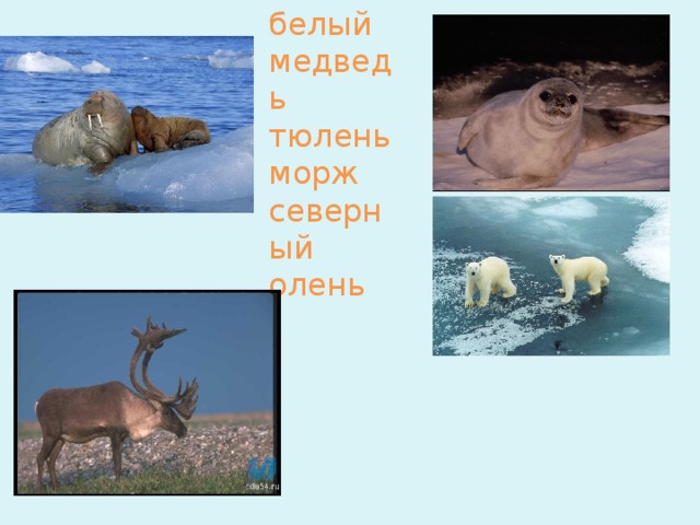 белый медведь  тюлень  морж  северный олень   