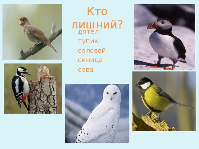 Кто лишний? дятел тупик соловей синица сова   