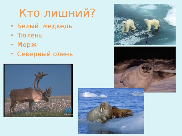 Кто лишний? Белый медведь Тюлень Морж Северный олень 
