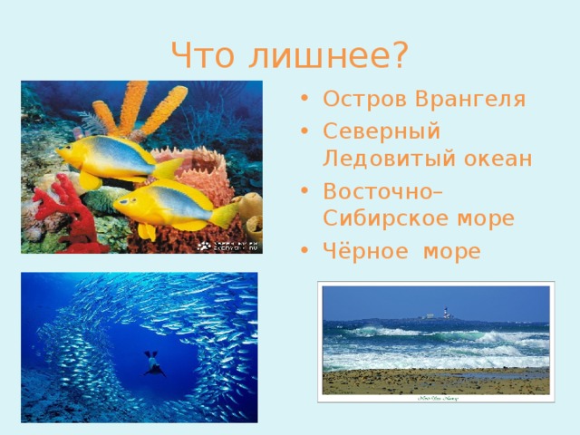 Что лишнее? Остров Врангеля Северный Ледовитый океан Восточно–Сибирское море Чёрное море 