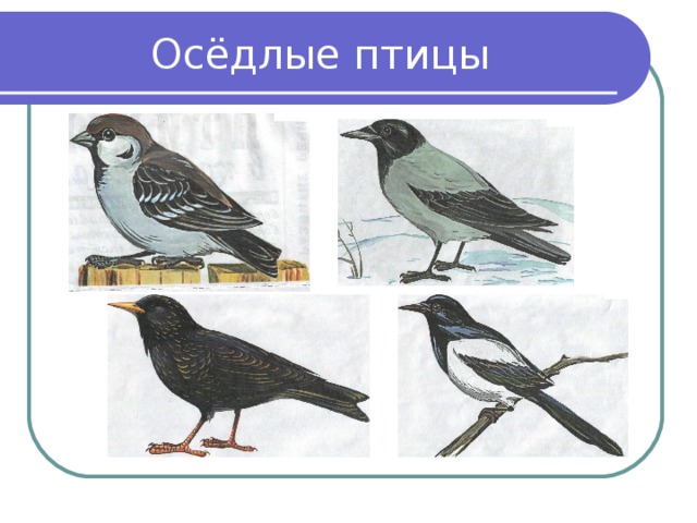 Птицы окружающий мир 3. Оседлые птицы. Оседлые птицы названия. Оседлые виды птиц. Оседлые птицы примеры.