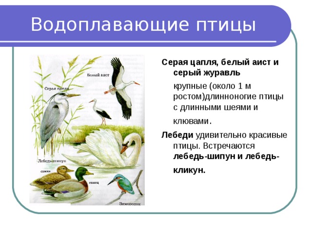 Водоплавающие птицы Серая цапля, белый аист и серый журавль  крупные (около 1 м ростом)длин­ноногие птицы с длинными шеями и клювами . Лебеди удивительно красивые птицы. Встречаются лебедь-шипун и лебедь-кли­кун.  