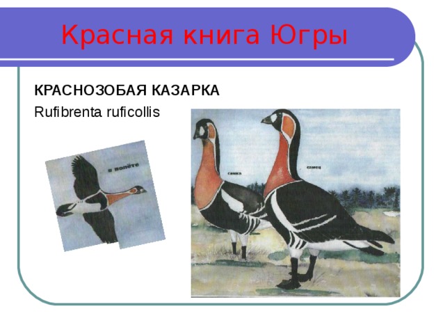 Красная книга югры