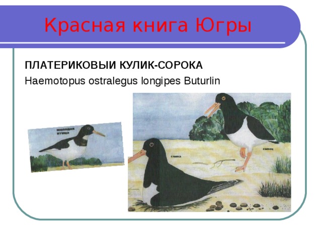 Красная книга Югры ПЛАТЕРИКОВЫИ КУЛИК-СОРОКА Haemotopus ostralegus longipes Buturlin 