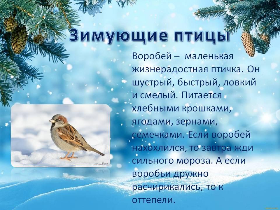 Стихотворения птицы зимой. Стихи про птиц. Стихи про птиц для малышей. Стихи про птиц для детей. Стихи про зимующих птиц.
