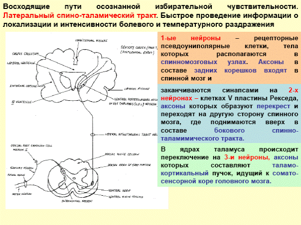 Обобщите и представьте в виде схемы или таблицы информацию о чувствительных двигательных и