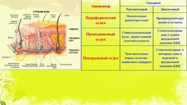 Мышечное чувство строение анализатора