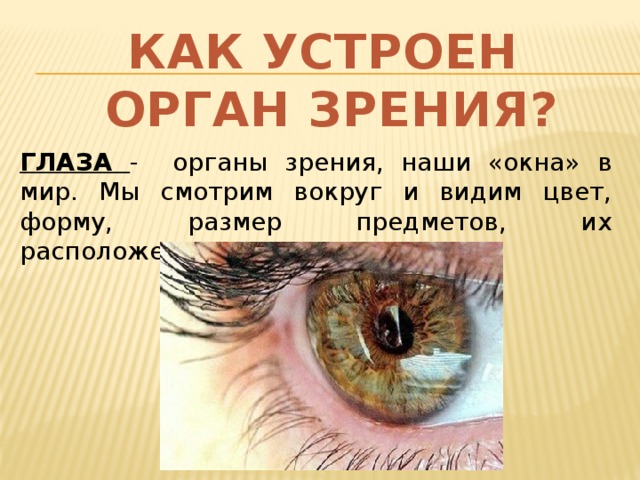 КАК УСТРОЕН ОРГАН ЗРЕНИЯ? ГЛАЗА - органы зрения, наши «окна» в мир. Мы смотрим вокруг и видим цвет, форму, размер предметов, их расположение в пространстве. 