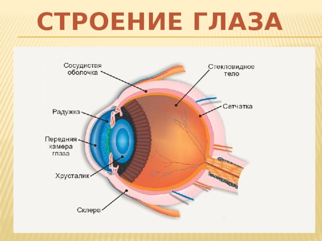 СТРОЕНИЕ ГЛАЗА 