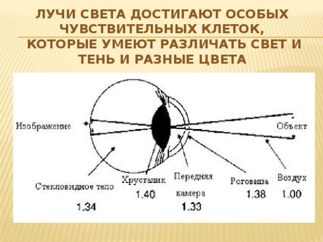 ЛУЧИ СВЕТА ДОСТИГАЮТ ОСОБЫХ ЧУВСТВИТЕЛЬНЫХ КЛЕТОК, КОТОРЫЕ УМЕЮТ РАЗЛИЧАТЬ СВЕТ И ТЕНЬ И РАЗНЫЕ ЦВЕТА  