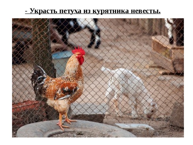  - Украсть петуха из курятника невесты. 