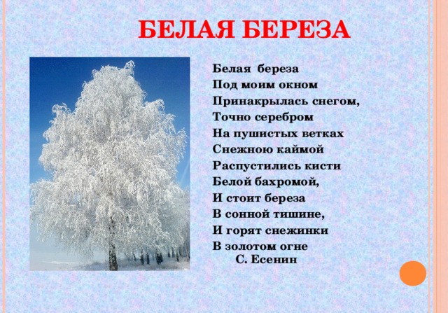 Бела береза под моим окном. Белая береза Принакрылась снегом. Белая берёза под моим окном Принакрылась. Белая берёза под моим окном Принакрылась снегом. Принакрылось снегом точно серебром.