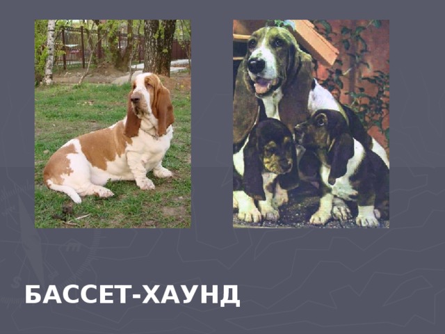 БАССЕТ-ХАУНД 