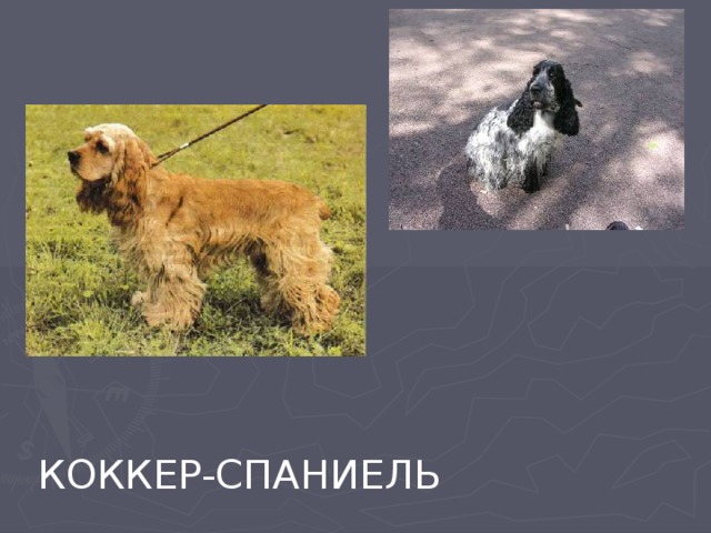 Домашние животные "Собака" - начальные классы, презентации