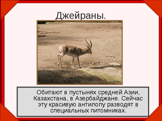 Джейраны.  Обитают в пустынях средней Азии, Казахстана, в Азербайджане. Сейчас эту красивую антилопу разводят в специальных питомниках . 