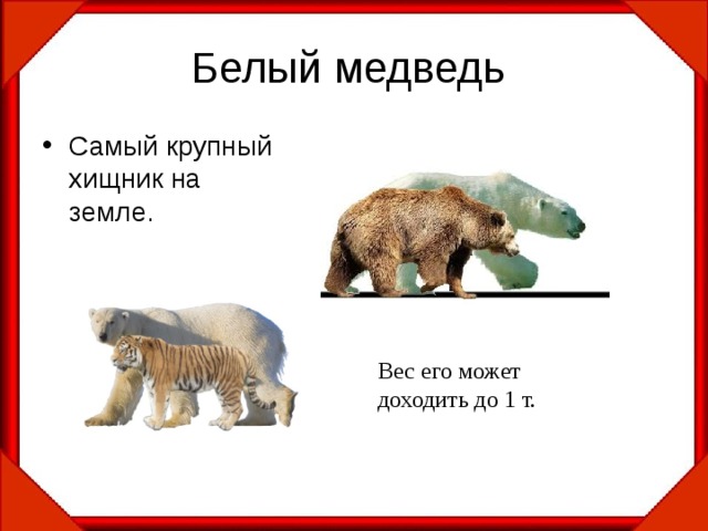 Белый медведь Самый крупный хищник на земле.   Вес его может доходить до 1 т.   