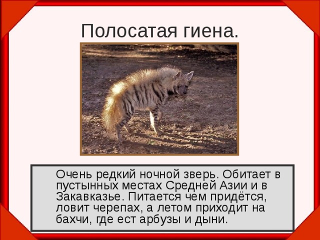 Полосатая гиена.  Очень редкий ночной зверь. Обитает в пустынных местах Средней Азии и в Закавказье. Питается чем придётся, ловит черепах, а летом приходит на бахчи, где ест арбузы и дыни. 