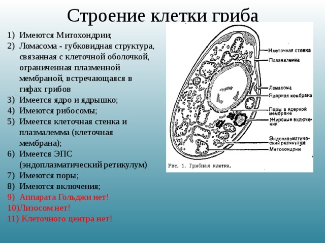 Строение клетки гриба Имеются Митохондрии; Ломасома - губковидная структура, связанная с клеточной оболочкой, ограниченная плазменной мембраной, встречающаяся в гифах грибов Имеется ядро и ядрышко; Имеются рибосомы; Имеется клеточная стенка и плазмалемма (клеточная мембрана); Имеется ЭПС (эндоплазматический ретикулум) Имеются поры; Имеются включения; Аппарата Гольджи нет! Лизосом нет!  Клеточного центра нет! 