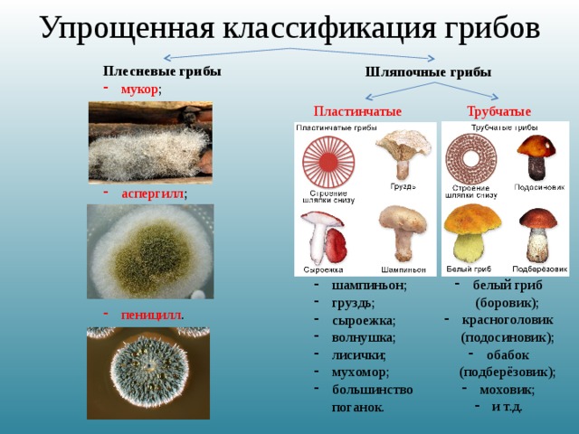 Упрощенная классификация грибов Плесневые грибы мукор ; аспергилл ; пеницилл . Шляпочные грибы Трубчатые белый гриб (боровик); красноголовик (подосиновик); обабок (подберёзовик); моховик; и т.д. Пластинчатые шампиньон; груздь; сыроежка; волнушка; лисички; мухомор; большинство поганок. 