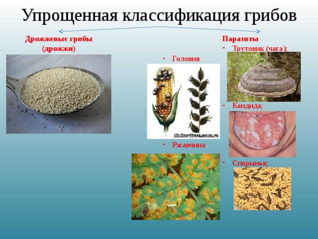 Упрощенная классификация грибов Дрожжевые грибы Паразиты (дрожжи) Трутовик (чага);  Кандида; Спорынья; Головня Ржавчина 