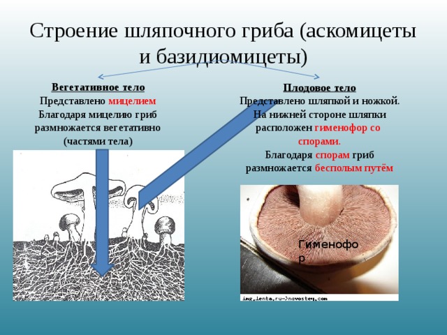 Строение шляпочного гриба (аскомицеты и базидиомицеты) Вегетативное тело Представлено мицелием Благодаря мицелию гриб размножается вегетативно (частями тела) Плодовое тело Представлено шляпкой и ножкой. На нижней стороне шляпки расположен гименофор со спорами. Благодаря спорам гриб размножается бесполым путём Гименофор 