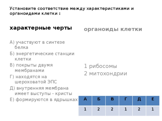 Установите соответствие между функциями и компонентами клетки обозначенными цифрами на схеме выше