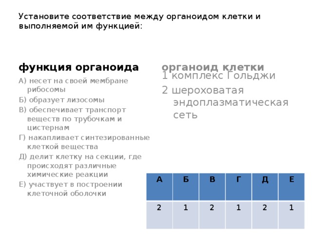 Установите соответствие между органоидом клетки и выполняемой им функцией:   органоид клетки функция органоида А) несет на своей мембране рибосомы 1 комплекс Гольджи Б) образует лизосомы 2 шероховатая эндоплазматическая сеть В) обеспечивает транспорт веществ по трубочкам и цистернам Г) накапливает синтезированные клеткой вещества Д) делит клетку на секции, где происходят различные химические реакции Е) участвует в построении клеточной оболочки А 2 Б В 1 2 Г 1 Д 2 Е 1 