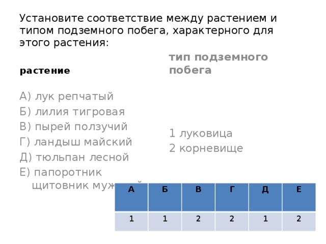 Установите соответствие между растением и типом подземного побега, характерного для этого растения: тип подземного побега  растение А) лук репчатый 1 луковица Б) лилия тигровая 2 корневище В) пырей ползучий Г) ландыш майский Д) тюльпан лесной Е) папоротник щитовник мужской А 1 Б В 1 2 Г 2 Д 1 Е 2 