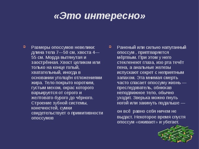 «Это интересно» Размеры опоссумов невелики: длина тела 7—50 см, хвоста 4—55 см. Морда вытянутая и заострённая. Хвост целиком или только на конце голый, хватательный, иногда в основании утолщён отложениями жира. Тело покрыто коротким, густым мехом, окрас которого варьируется от серого и желтовато-бурого до чёрного. Строение зубной системы, конечностей, сумки свидетельствует о примитивности опоссумов Раненый или сильно напуганный опоссум , приптваряется мёртвым. При этом у него стекленеют глаза, изо рта течёт пена, а анальные железы испускают секрет с неприятным запахом. Эта мнимая смерть часто спасает опоссуму жизнь — преследователь, обнюхав неподвижное тело, обычно уходит. Зверька можно пнуть ногой или закинуть подальше — он всё  равно себя ничем не выдаст. Некоторое время спустя опоссум «оживает» и убегает. 
