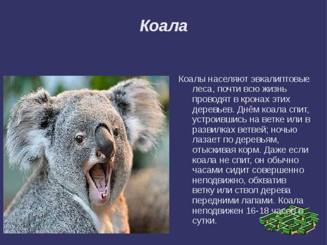 Коала Коалы населяют эвкалиптовые леса, почти всю жизнь проводят в кронах этих деревьев. Днём коала спит, устроившись на ветке или в развилках ветвей; ночью лазает по деревьям, отыскивая корм. Даже если коала не спит, он обычно часами сидит совершенно неподвижно, обхватив ветку или ствол дерева передними лапами. Коала неподвижен 16-18 часов в сутки. 