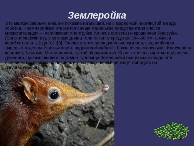 Землеройка Это мелкие зверьки, внешне похожие на мышей, но с мордочкой, вытянутой в виде хоботка. К землеройкам относятся самые маленькие представители класса млекопитающих — карликовая многозубка (Suncus etruscus) и крошечная бурозубка (Sorex minutissimus), у которых длина тела лежит в пределах 30—50 мм, а масса колеблется от 1,2 до 3,3 г[3]. Голова у землероек довольно крупная, с удлинённым лицевым отделом. Нос вытянут в подвижный хоботок. Глаза очень маленькие. Конечности короткие, 5-палые. Мех короткий, густой, бархатистый. Хвост от очень короткого до очень длинного, превышающего по длине туловище.Землеройки всеядны,но поедают в основном насекомых,их личинок и дождевых червкй,но могут нападать на лягушек,ящериц 