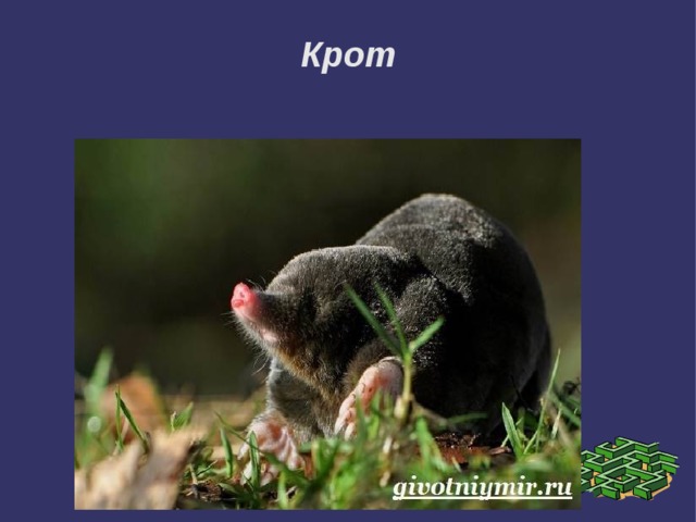 Крот 
