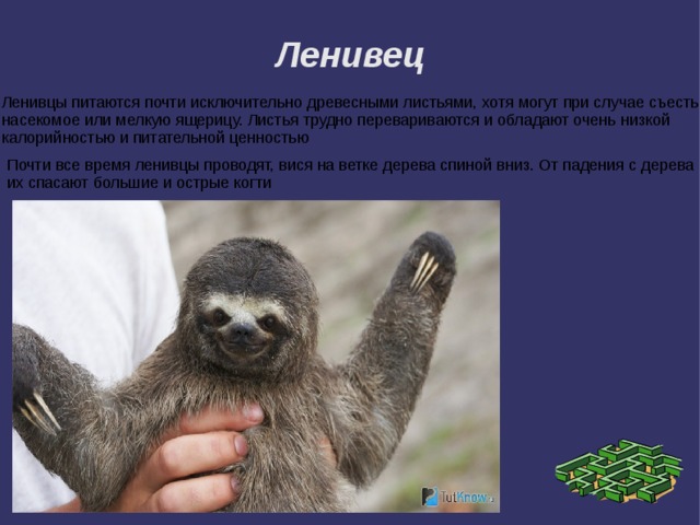 Ленивец Ленивцы питаются почти исключительно древесными листьями, хотя могут при случае съесть насекомое или мелкую ящерицу. Листья трудно перевариваются и обладают очень низкой калорийностью и питательной ценностью Почти все время ленивцы проводят, вися на ветке дерева спиной вниз. От падения с дерева их спасают большие и острые когти 
