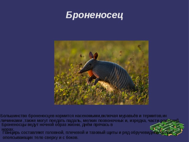Броненосец Большинство броненосцев кормится насекомыми,включая муравьёв и термитов,их личинками ,также могут поедать падаль, мелких позвоночных и, изредка, части растений. Броненосцы ведут ночной образ жизни, днём прячась в норах. Панцирь составляют головной, плечевой и тазовый щиты и ряд обручевидных полос, опоясывающих тело сверху и с боков. 