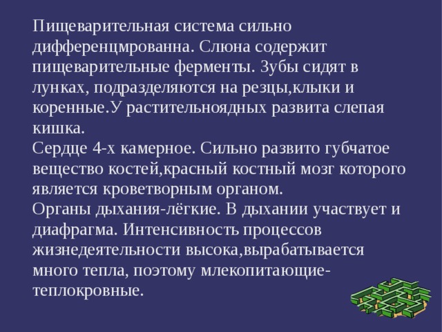 Пищеварительная система сильно дифференцмрованна. Слюна содержит пищеварительные ферменты. Зубы сидят в лунках, подразделяются на резцы,клыки и коренные.У растительноядных развита слепая кишка. Сердце 4-х камерное. Сильно развито губчатое вещество костей,красный костный мозг которого является кроветворным органом. Органы дыхания-лёгкие. В дыхании участвует и диафрагма. Интенсивность процессов жизнедеятельности высока,вырабатывается много тепла, поэтому млекопитающие-теплокровные. 