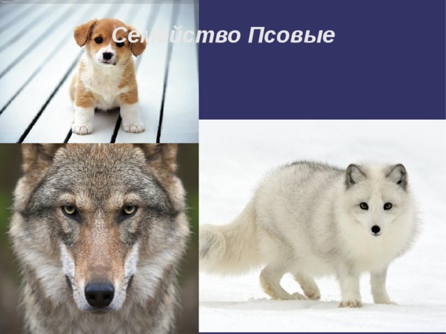 Семейство Псовые 