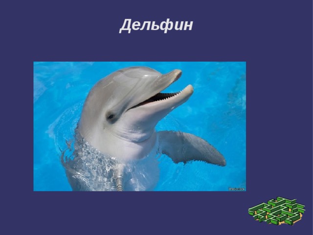 Дельфин 