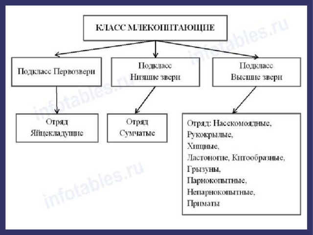 Заполните схему класс млекопитающие