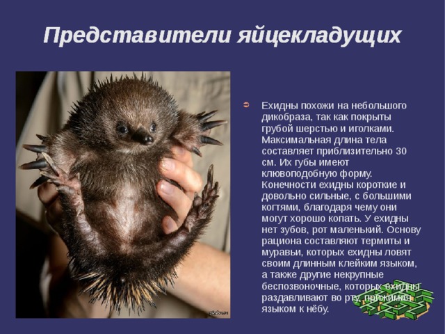 Представители яйцекладущих Представители яйцекладущих Представители яйцекладущих Ехидны похожи на небольшого дикобраза, так как покрыты грубой шерстью и иголками. Максимальная длина тела составляет приблизительно 30 см. Их губы имеют клювоподобную форму. Конечности ехидны короткие и довольно сильные, с большими когтями, благодаря чему они могут хорошо копать. У ехидны нет зубов, рот маленький. Основу рациона составляют термиты и муравьи, которых ехидны ловят своим длинным клейким языком, а также другие некрупные беспозвоночные, которых ехидны раздавливают во рту, прижимая языком к нёбу. 